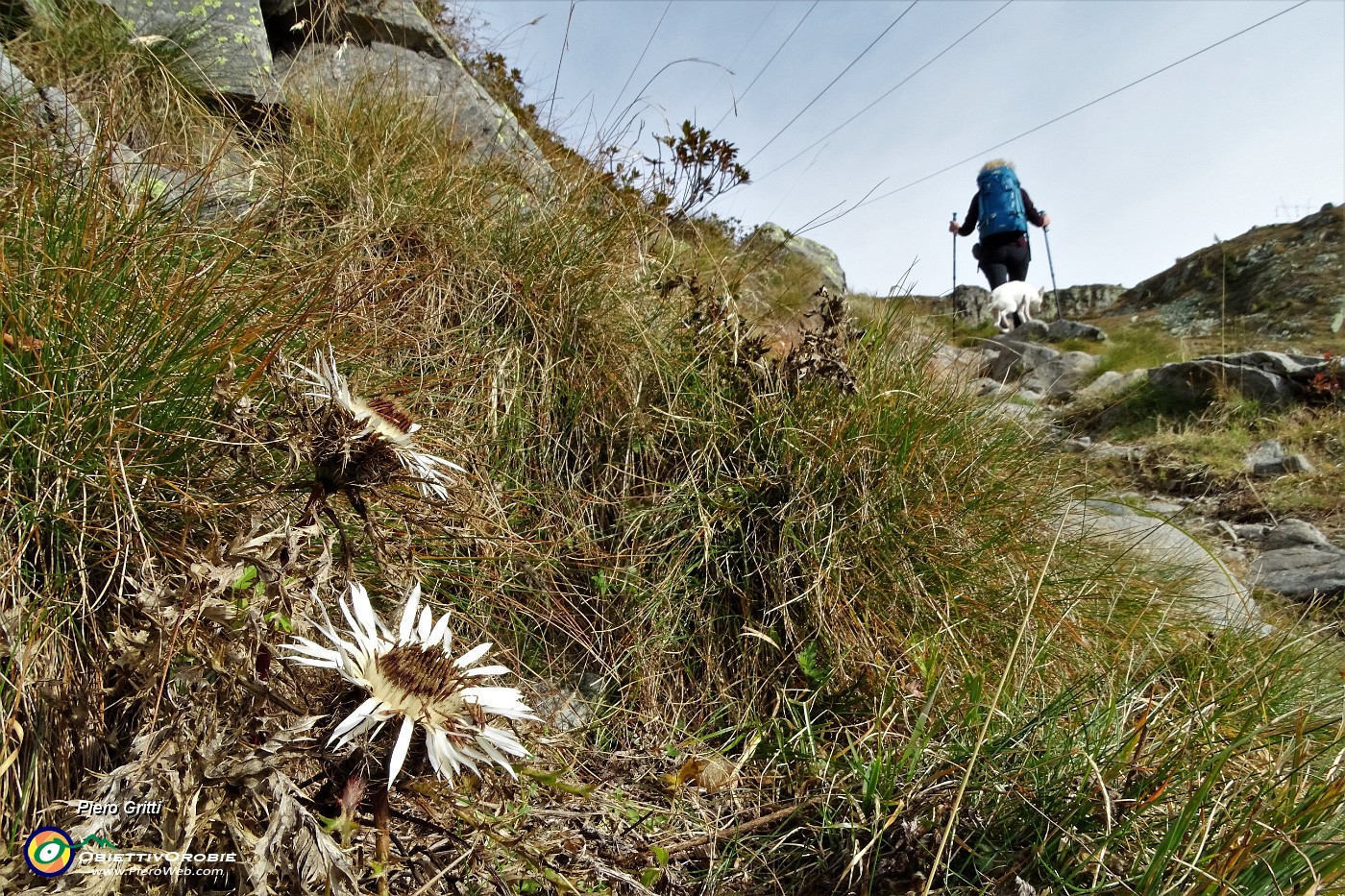17 Fiori di carlina ancora in fiore.JPG